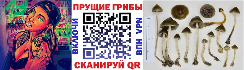 Галлюциногенные грибы прущие грибы  Купить  Кировград 